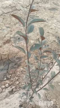 0.75公分紫叶矮樱