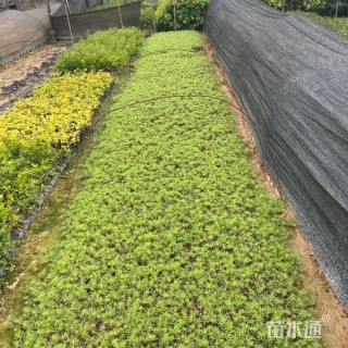 高度10厘米太阳花