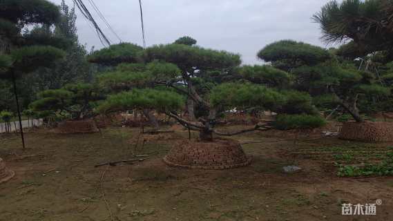 20公分造型景观松