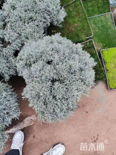 高度40厘米银香菊