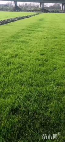 美国 阿根廷 飞度高羊茅种子