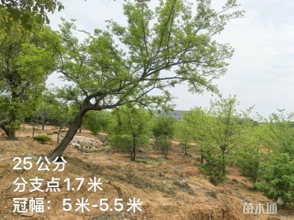 25公分朴树