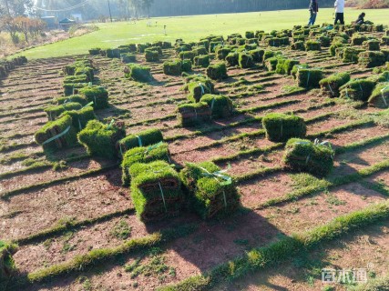 草卷状马尼拉草