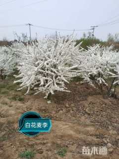 高度150厘米郁李