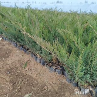 高度55厘米沙地柏