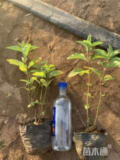 高度50厘米红瑞木