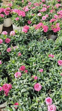 高度15厘米康乃馨