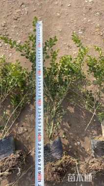 高度40厘米龟甲冬青