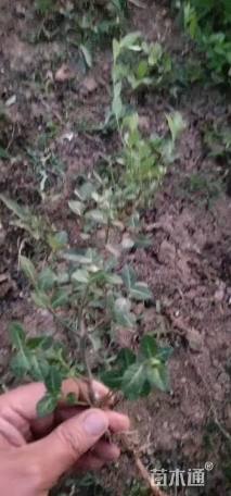 50厘米小叶扶芳藤