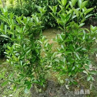 高度35厘米万年青