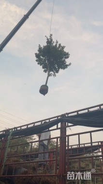 12公分黄花风铃木