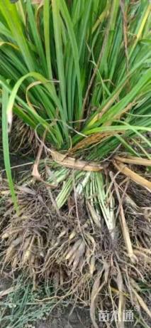 高度30厘米兰花三七草