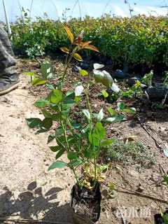 高度15厘米丰花月季小苗