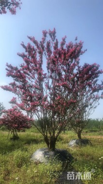 高度500厘米红花紫薇