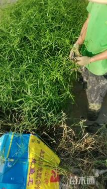 高度30厘米旱伞草