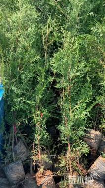 高度80厘米侧柏