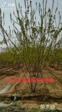 高度400厘米丛生茶条槭