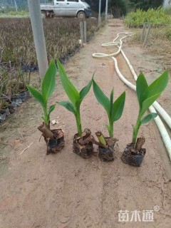 高度30厘米黄花美人蕉