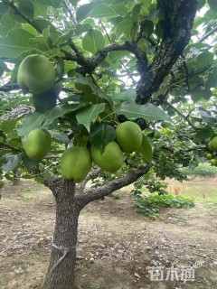8公分梨树