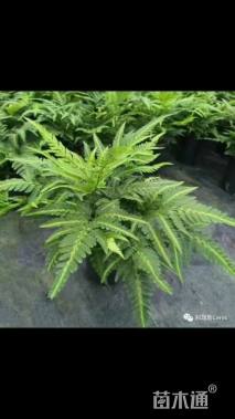 高度30厘米凤尾蕨