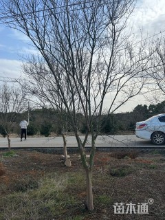 8公分红火箭紫薇