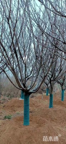 15公分樱花