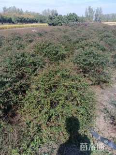 冠幅150厘米火棘球