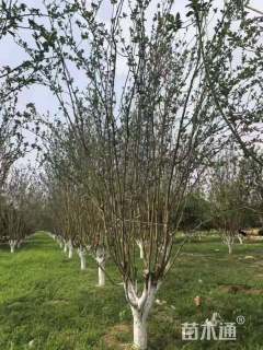 24公分西府海棠