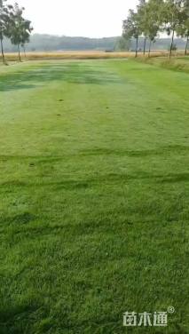 草卷状百慕大草