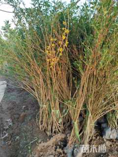 高度90厘米连翘