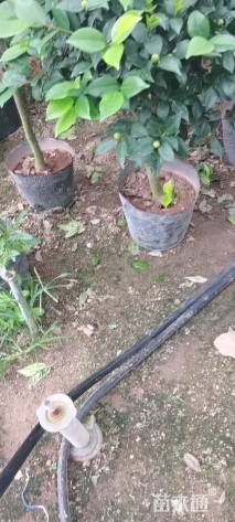 高度100厘米茶花