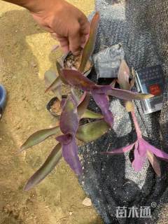 高度20厘米鸭跖草