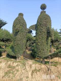 移栽苗造型罗汉松