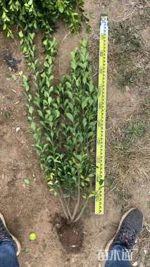 高度40厘米冬青小苗