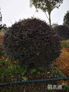 冠幅80厘米红花继木球