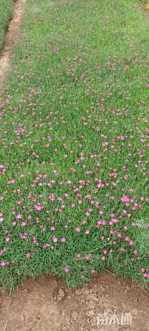 高度15厘米欧石竹