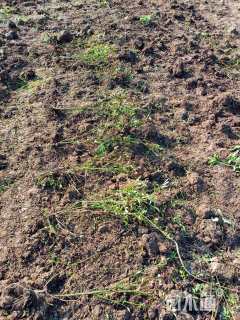 高度45厘米丰花月季