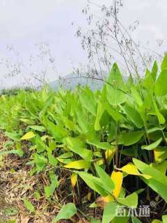 高度60厘米水竹芋
