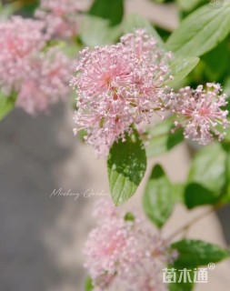 粉色美洲茶