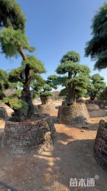 高度350厘米杜松小苗