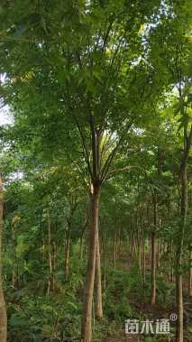 14公分中国红枫