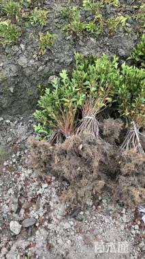 高度20厘米春鹃