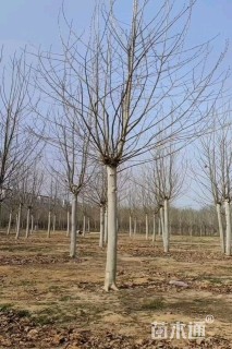 23公分速生白蜡