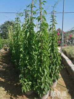 80厘米炮仗花