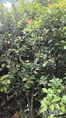 高度200厘米球花石楠