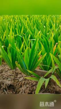 高度35厘米蝴蝶花