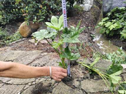 10公分西府海棠