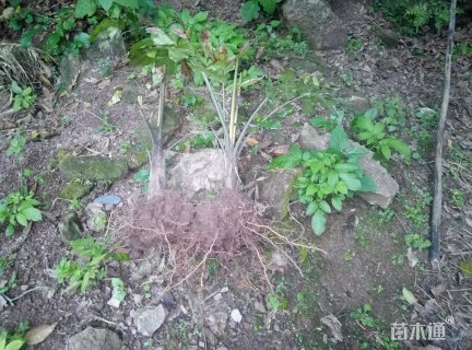 裸干高16厘米董棕