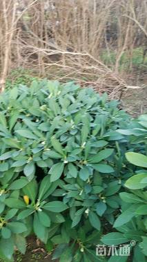 高度100厘米结香