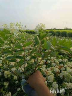 高度40厘米木绣球